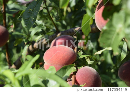 Bright red peach fruits on branches of the tree. Bright red peach fruits on branches of the tree. 117354549