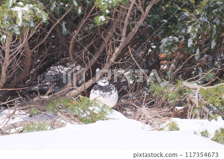 A male rock ptarmigan hiding in a cluster of pumila pines at Murododaira in Mt. Tateyama in early May 117354673