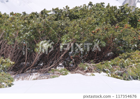 A male rock ptarmigan hiding in a cluster of pumila pines at Murododaira in Mt. Tateyama in early May 117354676