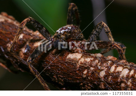 jumping spider on a branch in the rainforest jumping spider on a branch in the rainforest 117355031