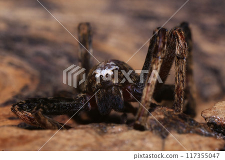 jumping spider on a branch in the rainforest  117355047