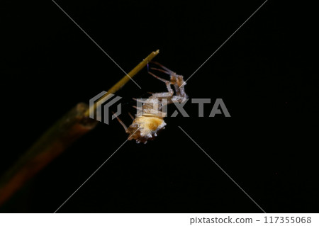 jumping spider on a branch in the rainforest jumping spider on a branch in the rainforest 117355068