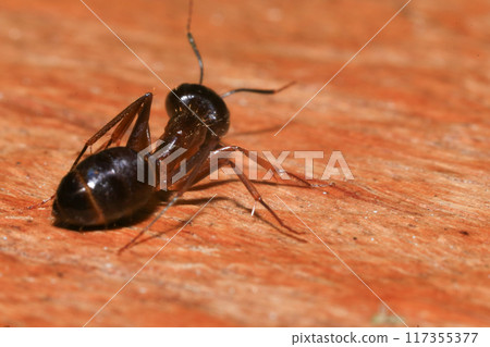 Red Ant on green leaf in the garden. Macro. Shallow depth of field 117355377