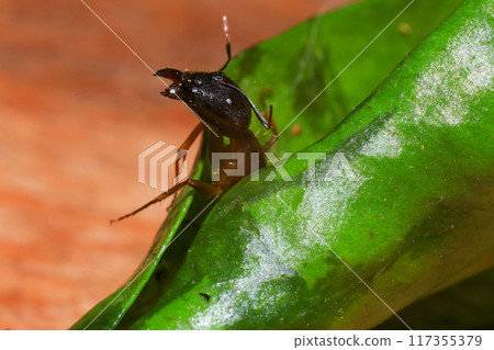 Red Ant on green leaf in the garden. Macro. Shallow depth of field 117355379