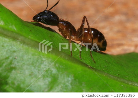 Red Ant on green leaf in the garden. Macro. Shallow depth of field 117355380