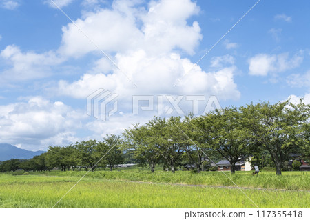 Cherry blossom trees stretching through the countryside on the former JNR Kurayoshi Line 117355418
