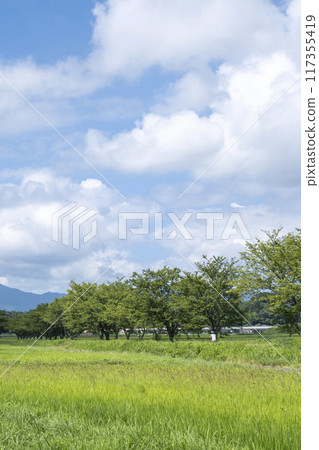 田野裡一排排櫻花樹,原國鐵倉吉線 田野裡一排排櫻花樹,原國鐵倉吉線 117355419