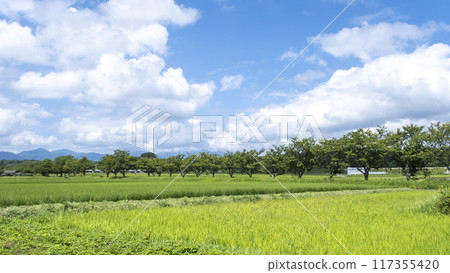 Cherry blossom trees stretching through the countryside on the former JNR Kurayoshi Line Cherry blossom trees stretching through the countryside on the former JNR Kurayoshi Line 117355420