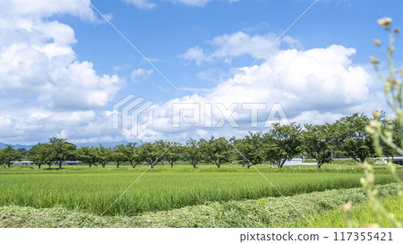 田野裡一排排櫻花樹,原國鐵倉吉線 田野裡一排排櫻花樹,原國鐵倉吉線 117355421