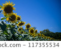 Sunflower blooming towards the sun 117355534
