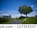 Big tree and blue summer sky 117355537