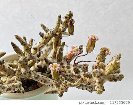 Close-up of rare Tylecodon buchholzianus plant with flowers Close-up of rare Tylecodon buchholzianus plant with flowers 117355609