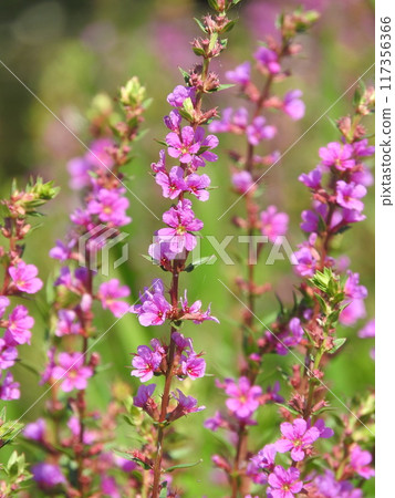 Misohagi擠在水邊 117356366