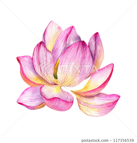 Lotus flower blooming watercolor illustration. Hand drawn pink water lily blossom floral clip art, zen and meditation symbol for spa salon, yoga center design. Label, logo for women care center. Lotus flower blooming watercolor illustration. Hand drawn pink water lily blossom floral clip art, zen and meditation symbol for spa salon, yoga center design. Label, logo for women care center. 117356539