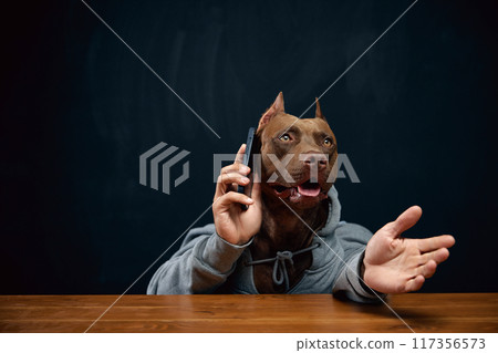 Brown pit bull wearing gray hoodie and talking on mobile phone, leading expressive conversation. Agreement, partnership. 117356573