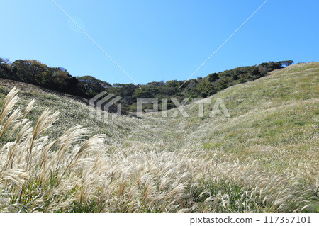 東伊豆町細野高原薄木18 117357101