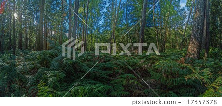 Panoramic picture into a dense deciduous forest with ferns on the ground during the day Panoramic picture into a dense deciduous forest with ferns on the ground during the day 117357378