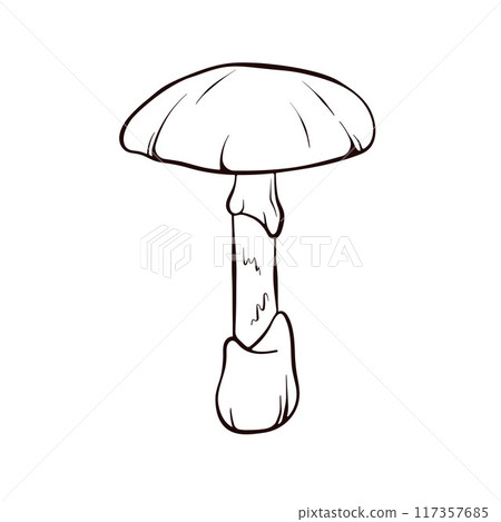 Simple hand drawn Death cap inedible toxic Mushroom. Autumn design. Vector illustration isolated on a white background. Simple hand drawn Death cap inedible toxic Mushroom. Autumn design. Vector illustration isolated on a white background. 117357685