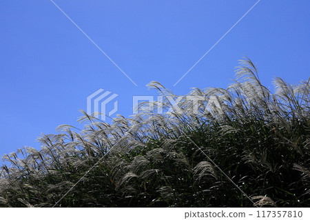 東伊豆町細野高原薄木23 117357810