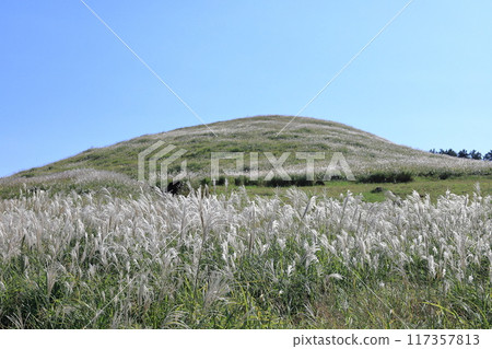 Higashiizu Town, Hosono Plateau, Susuki Grass, 26 117357813