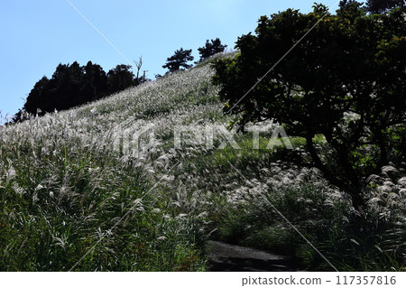 東伊豆町細野高原薄木28 117357816