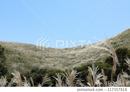 Higashiizu Town, Hosono Plateau, Susuki Grass, 30 117357818