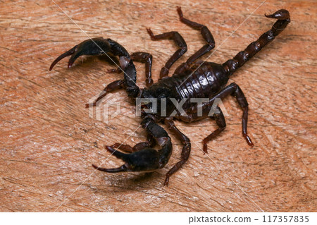 Scorpion on a wooden background. Close up of scorpion 117357835