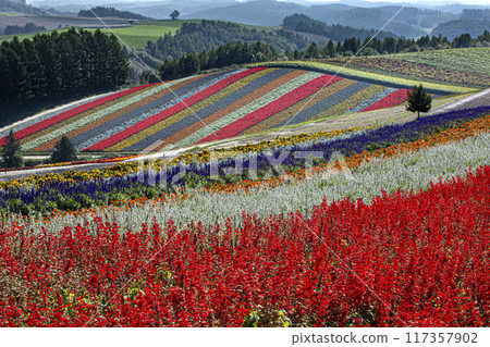 Summer seasonal colorful hills Summer seasonal colorful hills 117357902