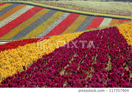 The Color Competition of Shikisai Hill The Color Competition of Shikisai Hill 117357904