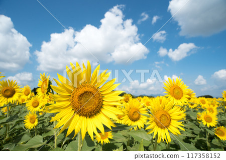 Sun Flower  117358152