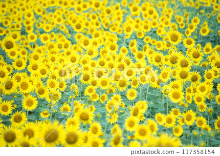 Sun Flower  117358154