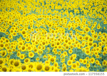 Sun Flower  117358155