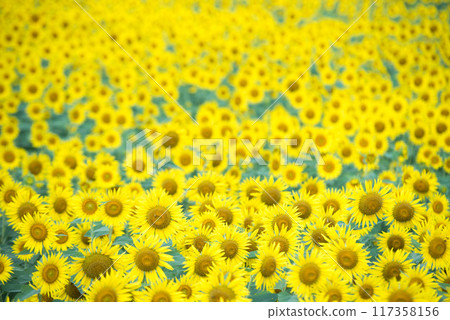 Sun Flower  117358156