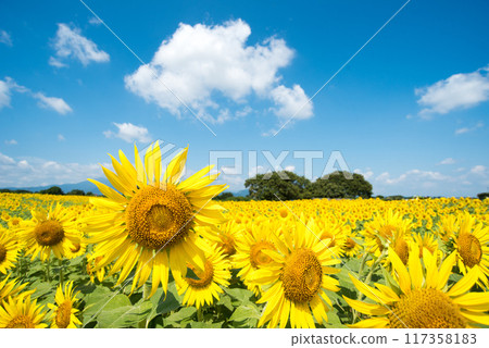 向日葵 117358183