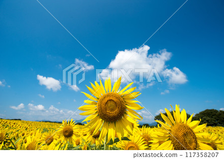 Sun Flower  117358207