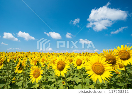 Sun Flower  117358211