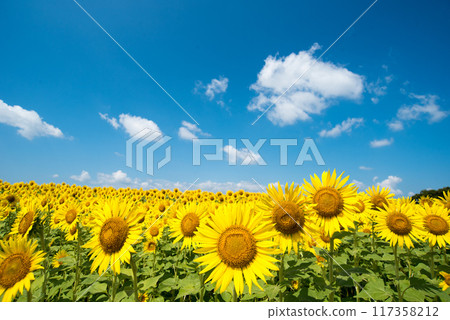 Sun Flower  117358212