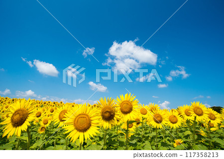 Sun Flower  117358213