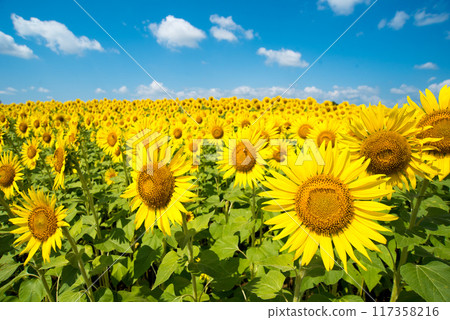 向日葵 117358216