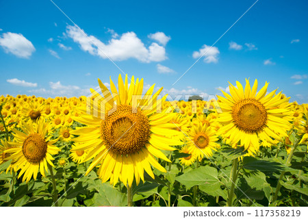 Sun Flower Sun Flower 117358219