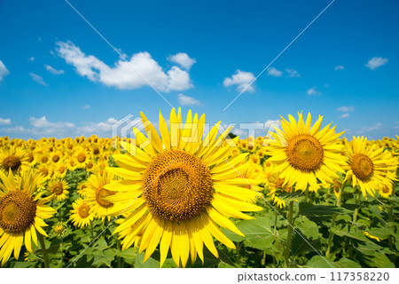 Sun Flower Sun Flower 117358220