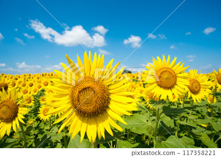 Sun Flower Sun Flower 117358221