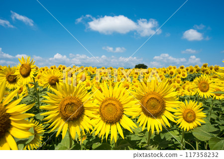 向日葵 117358232