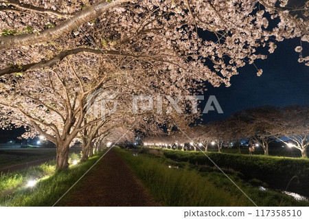 在Kusaba河的櫻花樹 117358510