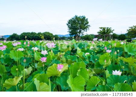 藤原峽荷花池的景色，剛過了盛花期。 117358543
