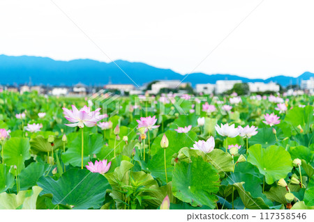 藤原峽荷花池的景色,剛過了盛花期。 藤原峽荷花池的景色,剛過了盛花期。 117358546