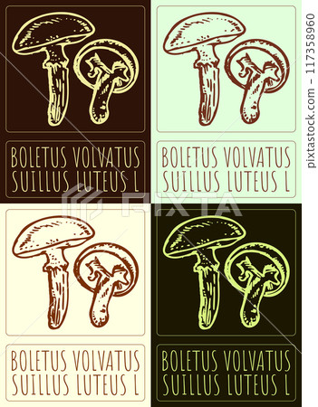 Set of vector drawing BOLETUS VOLVATUS in various colors. Hand drawn illustration. Latin name is SUILLUS LUTEUS L 117358960