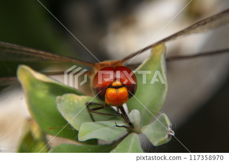 Macro of a dragonfly on a green leaf. 117358970