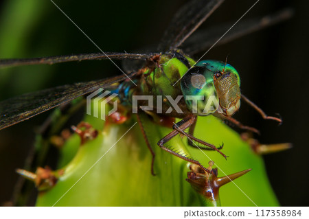 Macro of a dragonfly on a green leaf. Macro of a dragonfly on a green leaf. 117358984