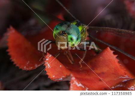 Macro of a dragonfly on a green leaf. Macro of a dragonfly on a green leaf. 117358985
